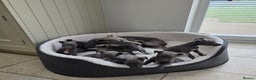 Whippet dogs for sale: KC registered BLUE whippet puppies 100% show type  - Advert 21