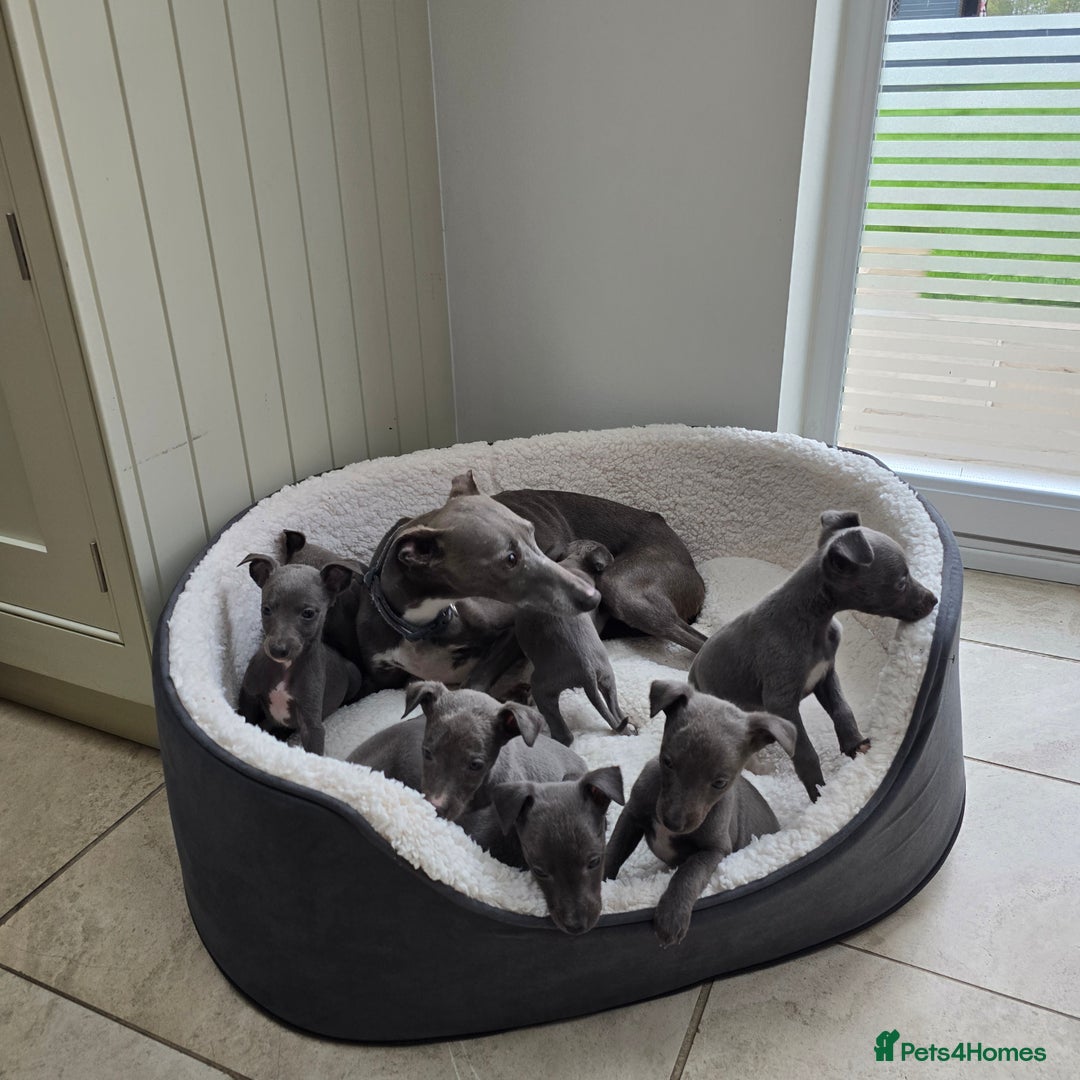 Whippet dogs for sale: KC registered BLUE whippet puppies 100% show type  - Advert 21