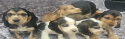 Cocker Spaniel dogs for sale: Show type cocker spaniel puppies stynning in Bolton - Advert 8