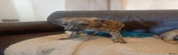 Mixed Breed dogs for sale: Deerhound Saluki x Bull Wheaton Beddy Grey - Advert 6