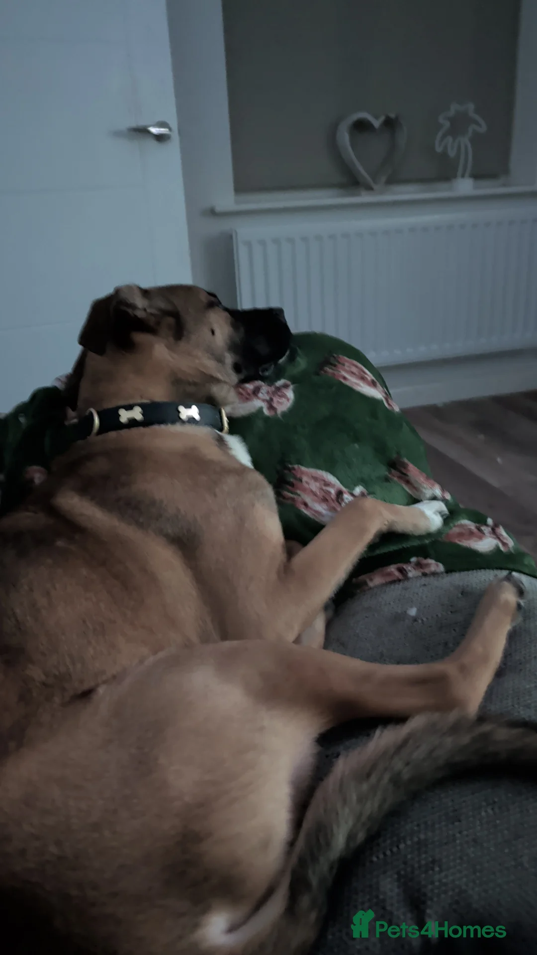 Mixed Breed dogs for sale: Meet Ozzy, the most lovable Akita - Advert 6