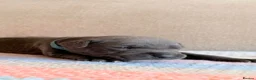 Staffordshire Bull Terrier dogs for sale: Gorgeous staffordshire bull terrier puppies - Advert 30