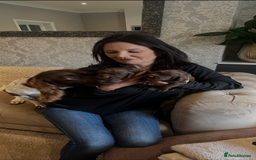 Sprocker dogs for sale: 3 Gorgeous brown sprokers boy puppies  - Image 1