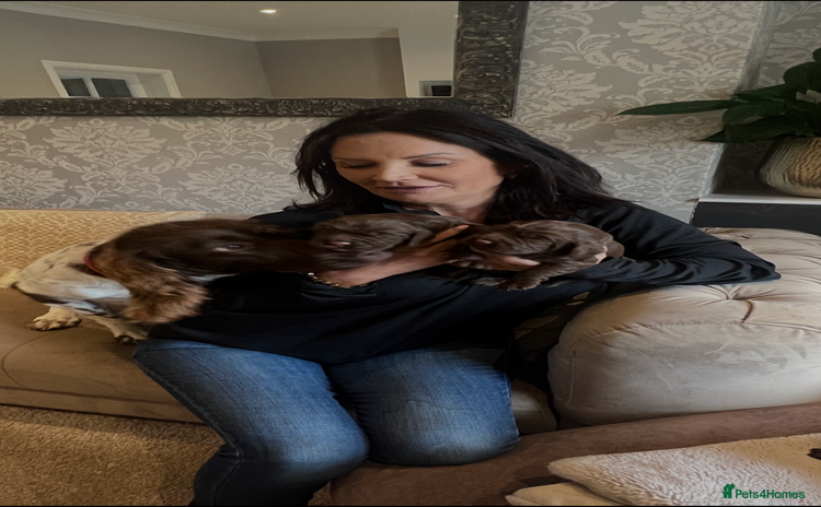 Sprocker dogs - Advert 6