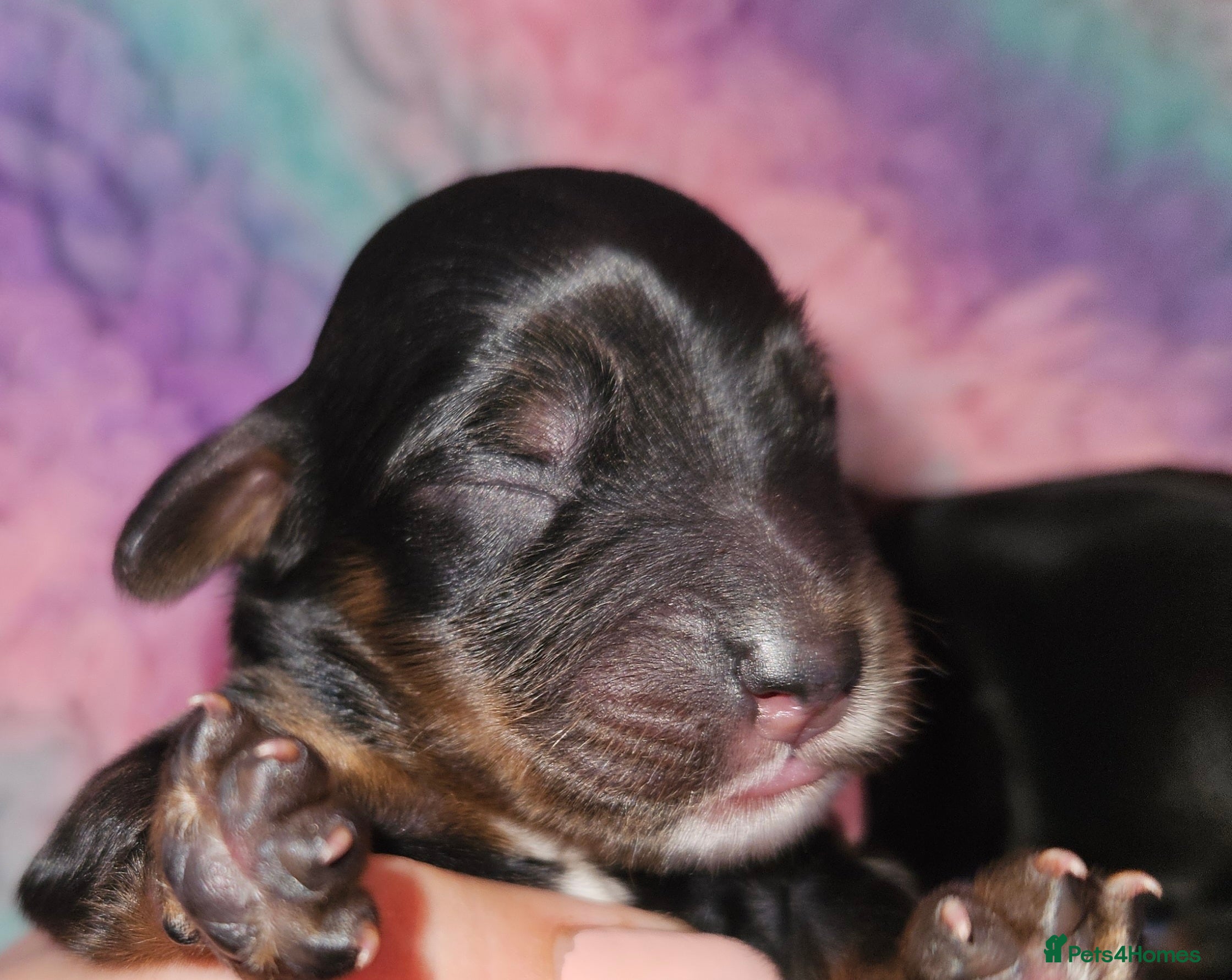 Cockapoo dogs Licensed breeder Show cockapoo litter! BOYS ONLY  - Advert 11