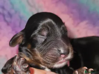 Cockapoo dogs Licensed breeder Show cockapoo litter! BOYS ONLY - Advert 11