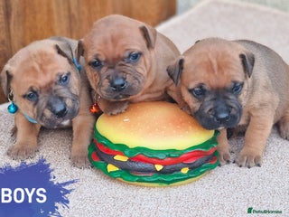 Staffordshire Bull Terrier dogs SHOW QUAILTY RED STAFF PUPPIES COI 2.9% 🐶 🔥🔥😍 - Advert 14