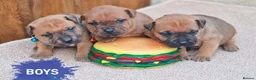 Staffordshire Bull Terrier dogs for sale: SHOW QUAILTY RED STAFF PUPPIES COI 2.9% 🐶 🔥🔥😍 - Advert 6