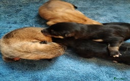 Japanese Shiba Inu dogs for sale: Well bred Japanese shiba inu puppies  - Image 7