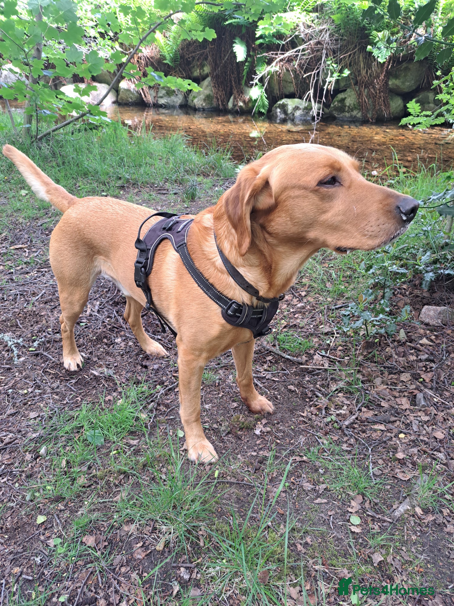 Labrador Retriever dogs STUD ONLY - Proven Fox Red Labrador  - Advert 15