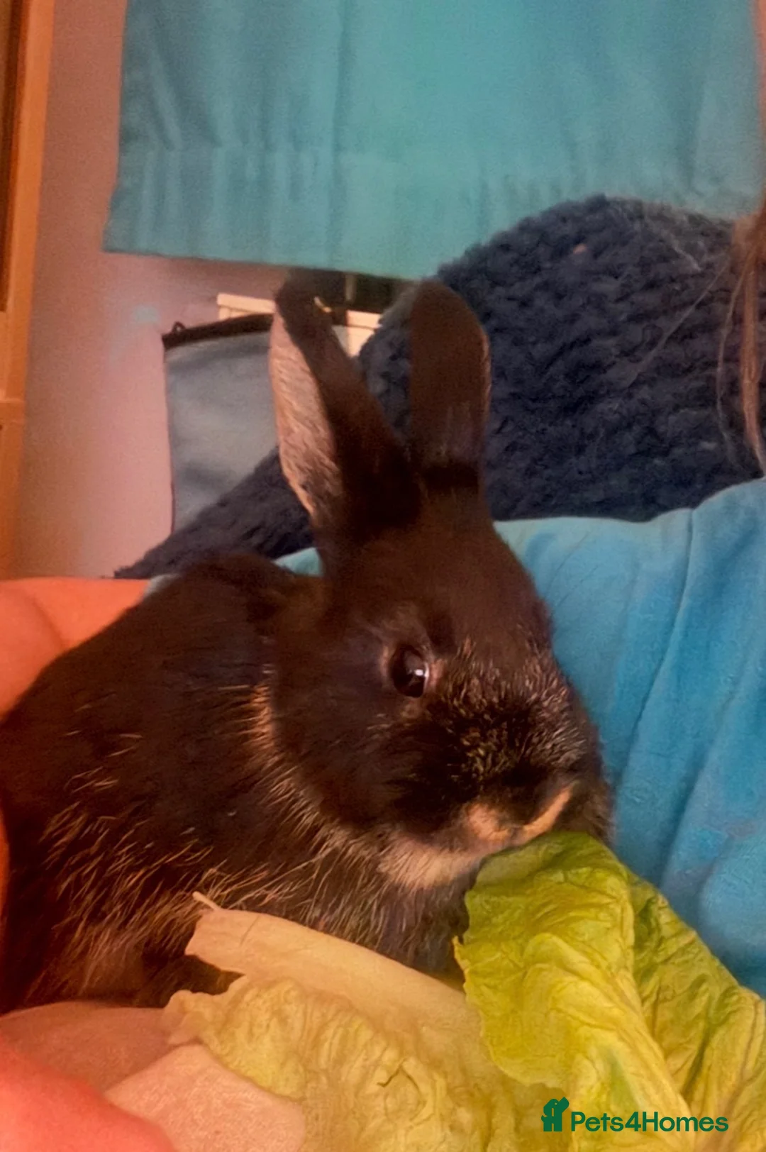 Netherland Dwarf rabbits for sale: Gorgeous Netherland Dwarf mix breed - Advert 2