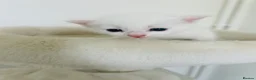 Turkish Van cats for sale: Beautiful Turkish van kittens for sale.  - Advert 23