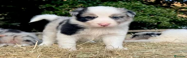 Border Collie 