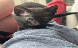 Domestic Shorthair cats for sale: Black kittens  - Image 10