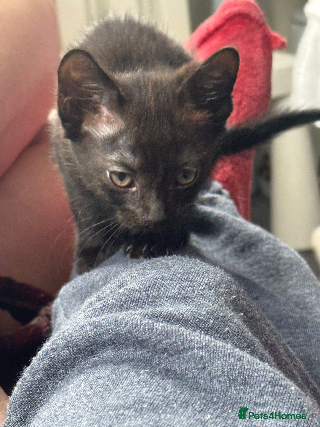 Domestic Shorthair cats for sale: Black kittens  - Image 10