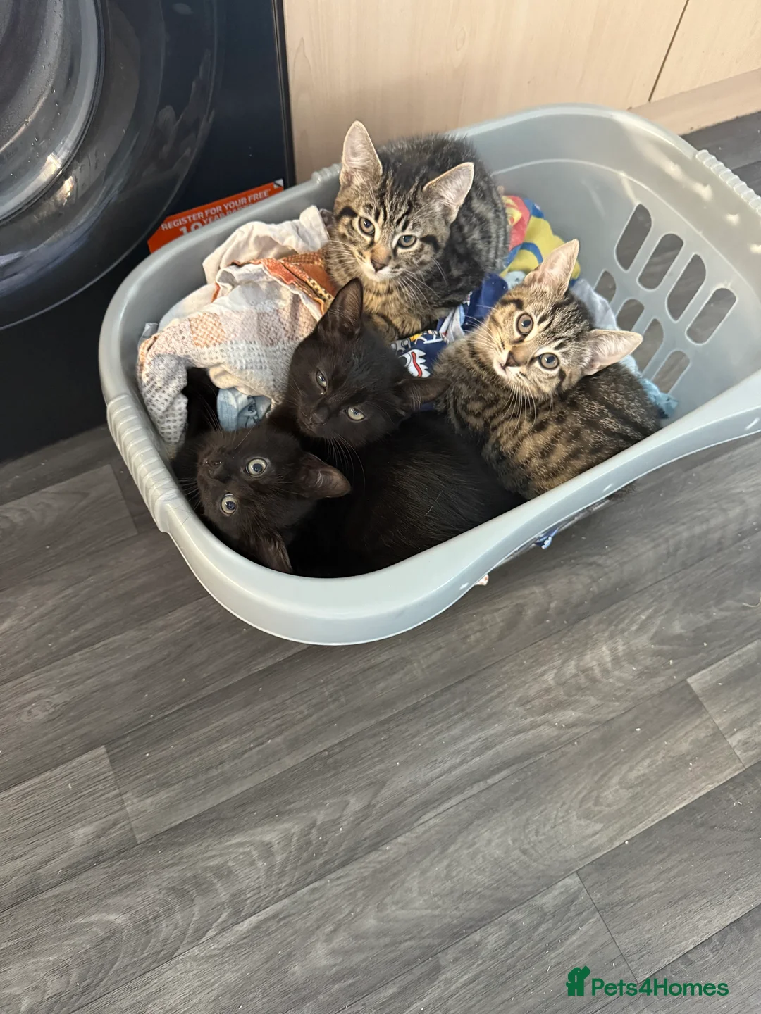 Mixed Breed cats for sale: 12 week old kittens  - Advert 5