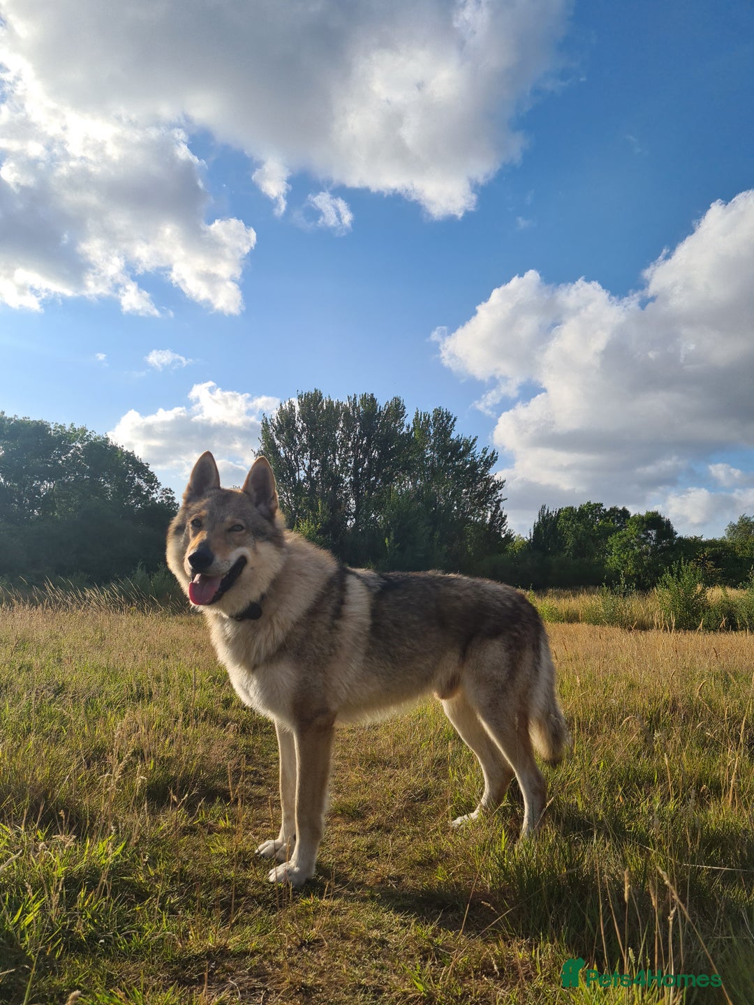 Mixed Breed dogs for sale: Czech Wolfdog × Akita/Malamute Puppies - Image 13