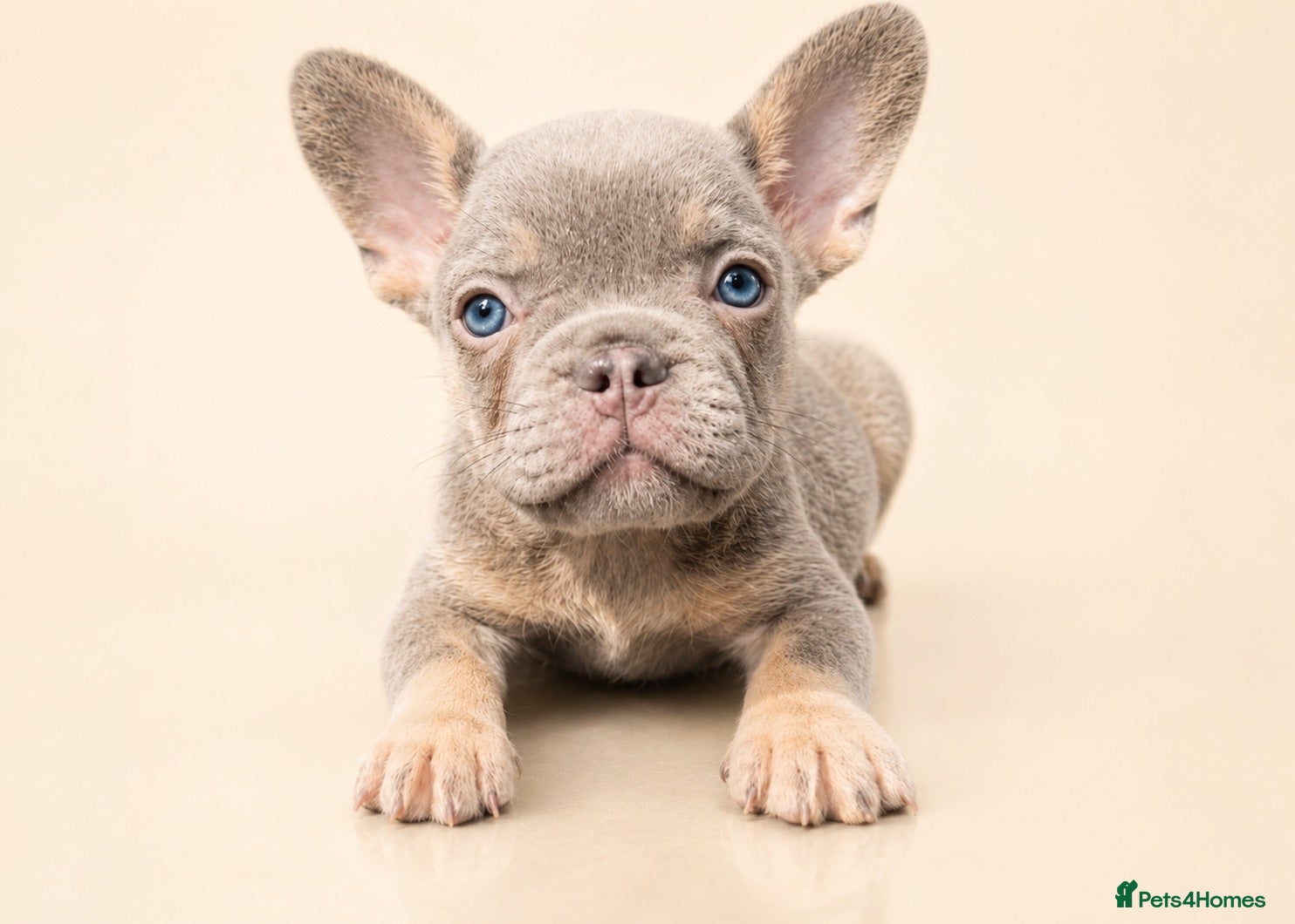 French Bulldog dogs Stunning Quality KC French Bulldog Puppies  - Advert 20
