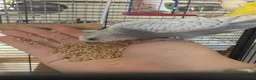 Budgerigars birds for sale: 4 beautiful budgies  in Warrington - Advert 5