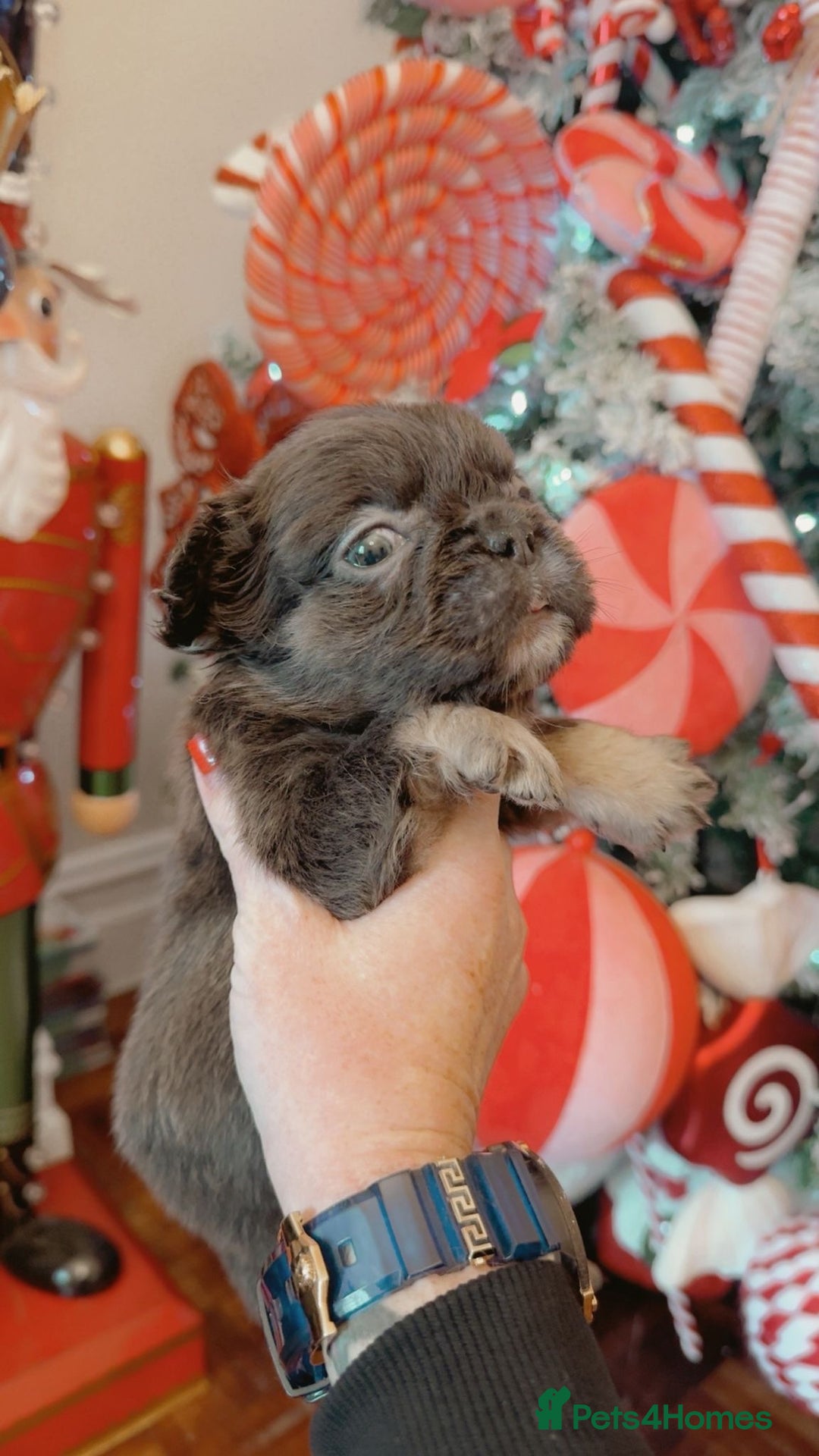 French Bulldog dogs for sale: Full fluffy French bulldogs Pink  - Advert 11