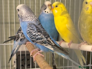 Budgerigars birds - Advert 13