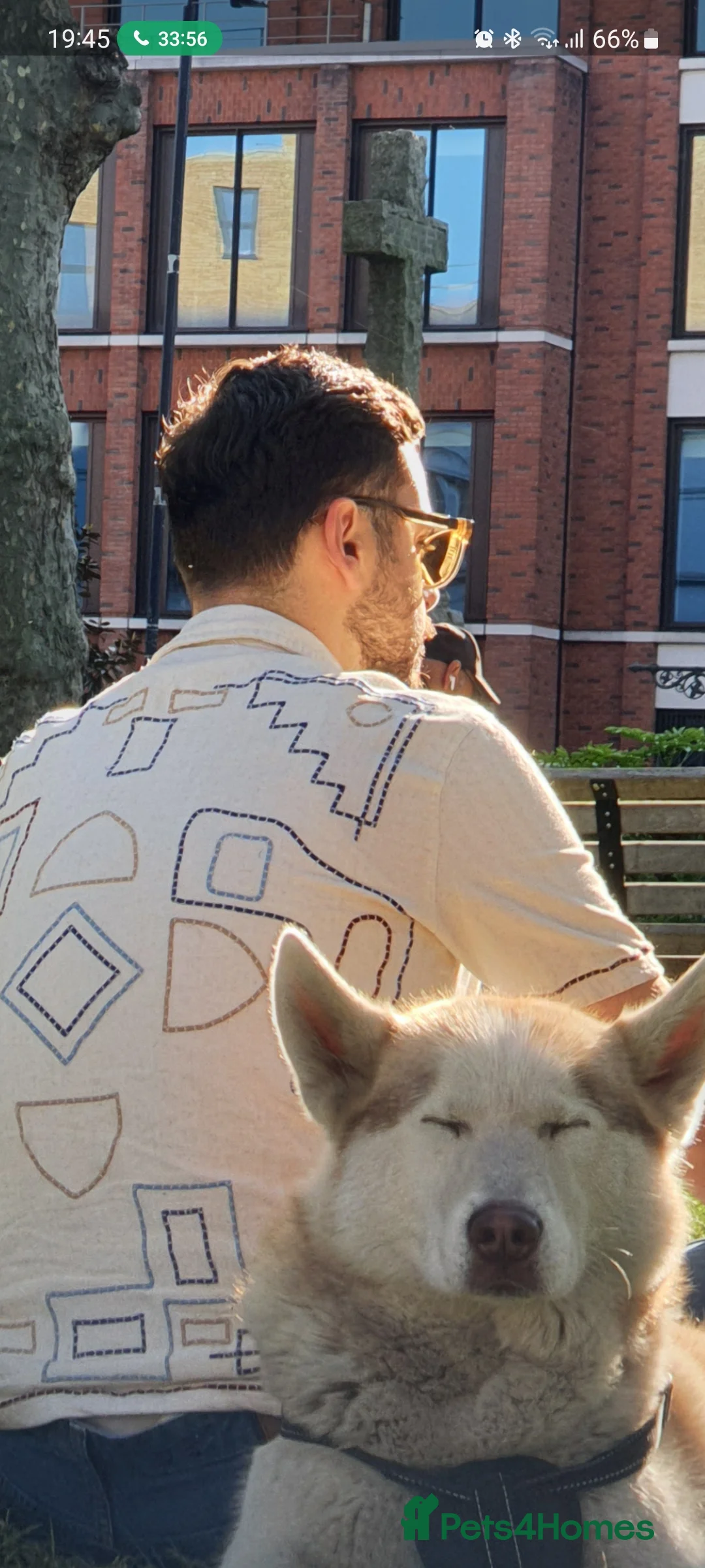 Siberian Husky dogs for stud: Husky white/red - Advert 2