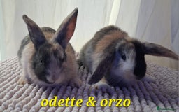 Mixed Breed rabbits for sale: Super cute rex x lop bunnies - Image 10