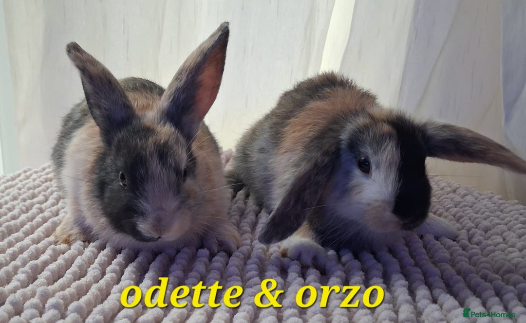 Mixed Breed rabbits for sale: Super cute rex x lop bunnies - Image 10