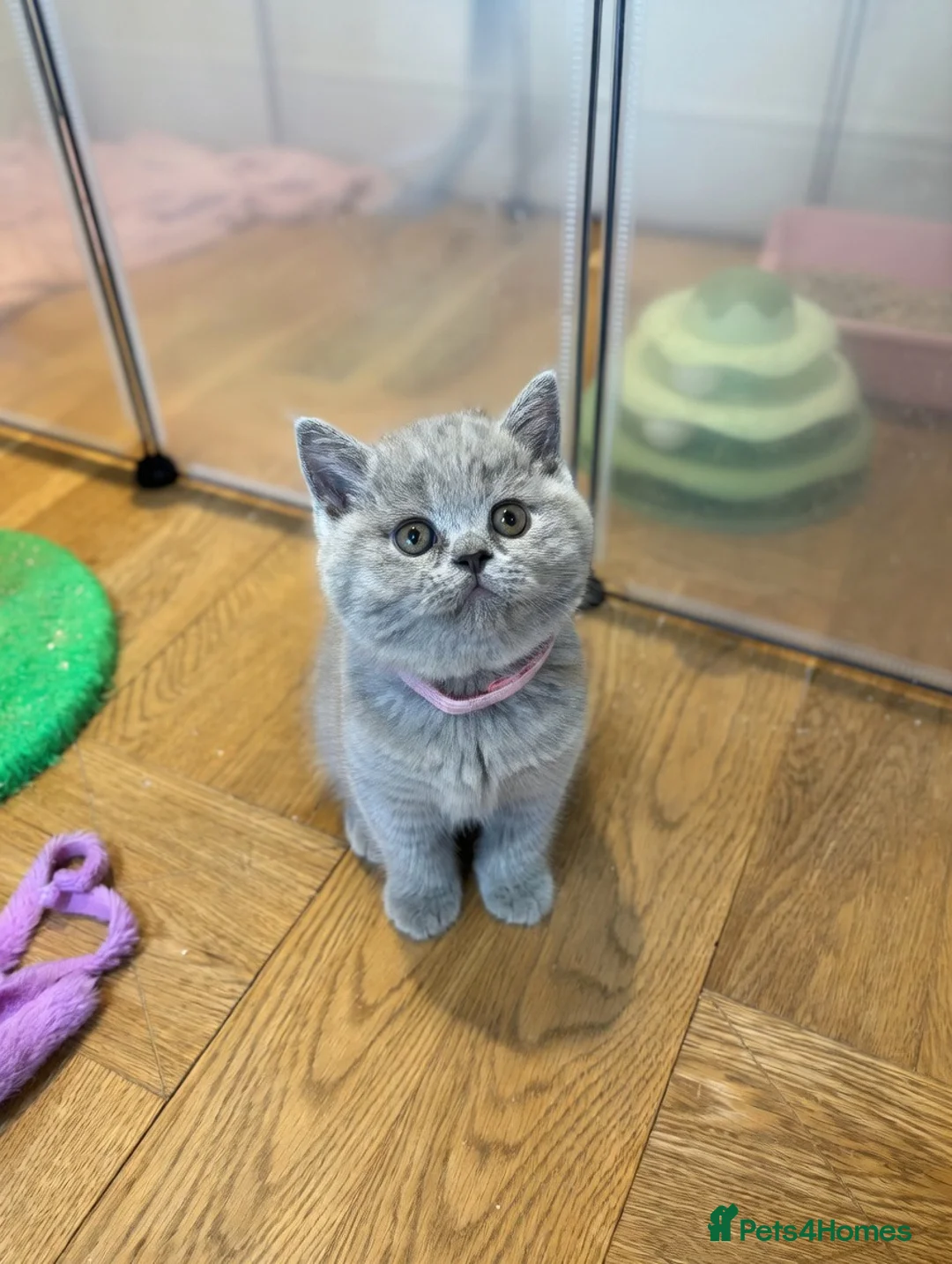 British Shorthair cats for sale: Gorgeous British Shorthair Kittens GCCF  - Advert 2