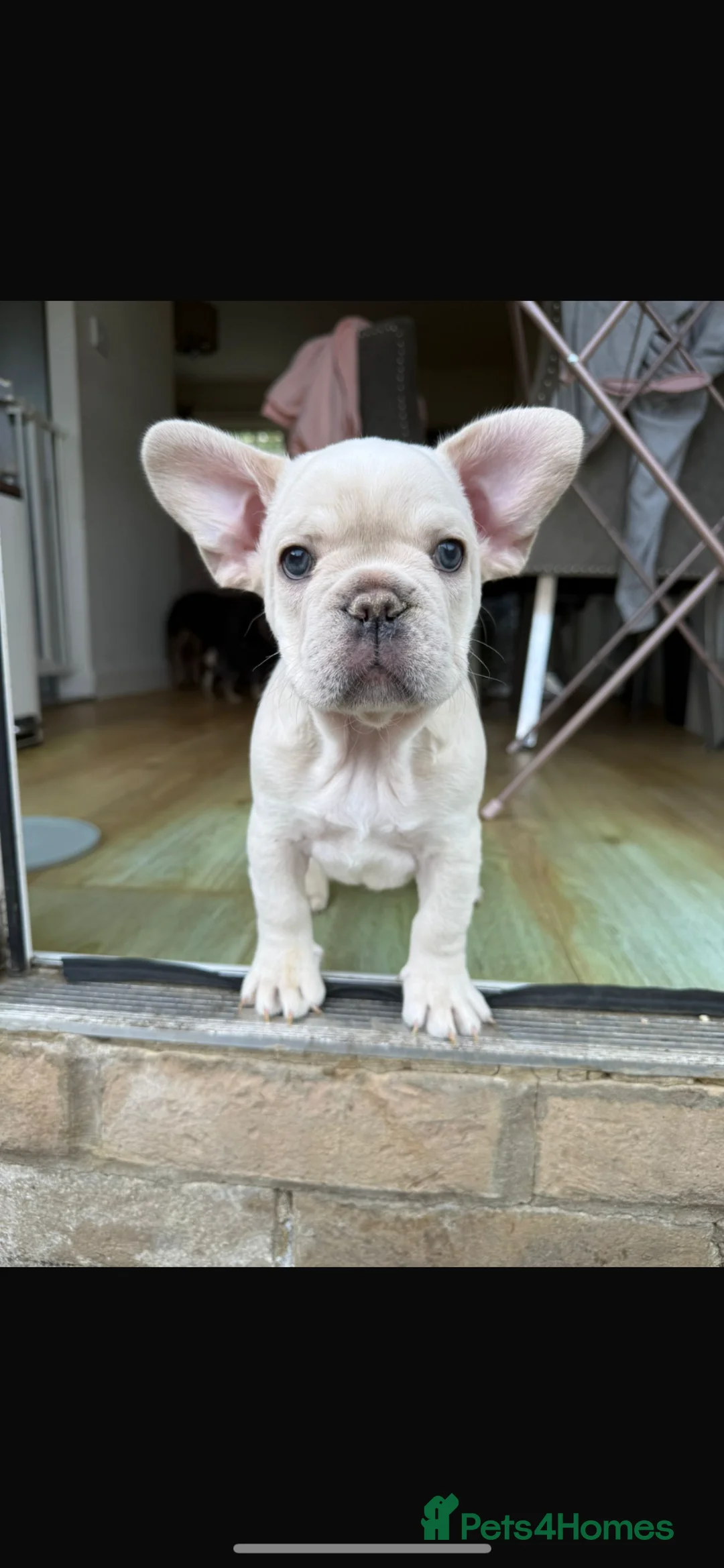 French Bulldog dogs for sale: *Kc registered* French bulldog puppies  - Advert 2