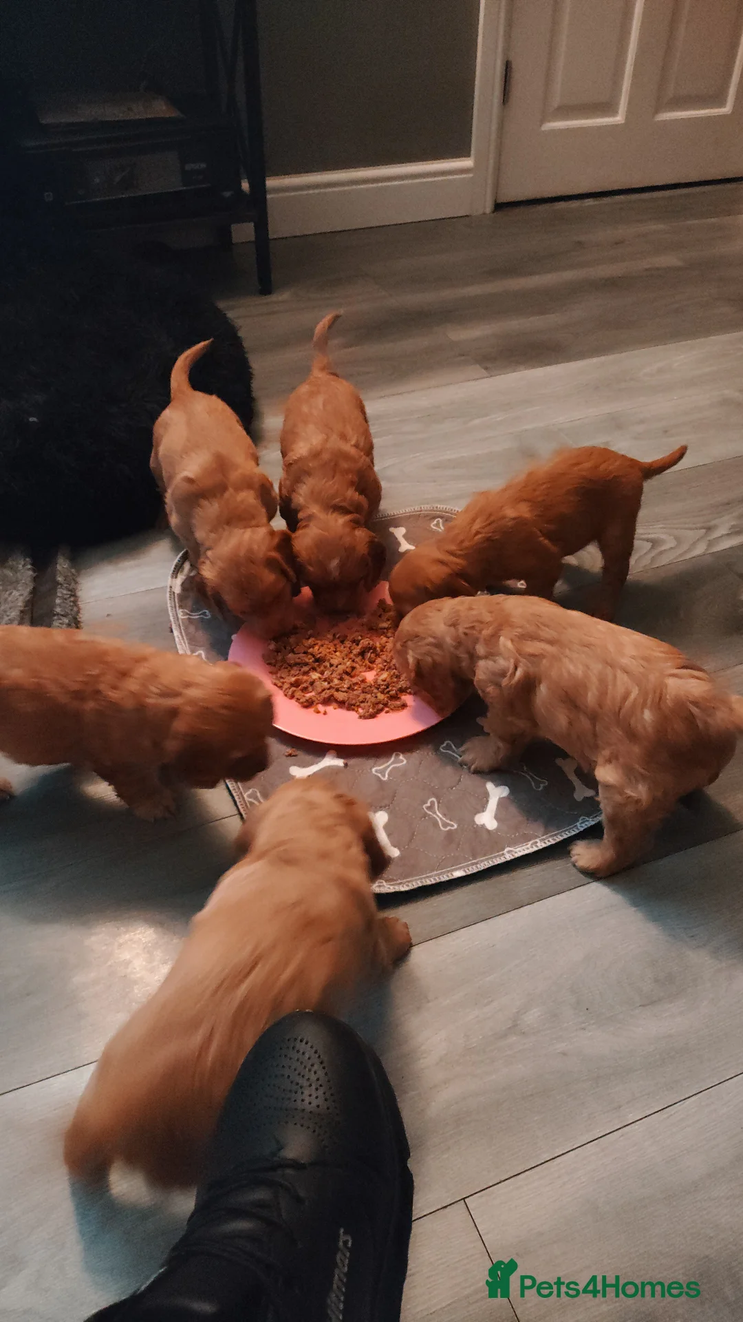 Cockapoo dogs for sale: Beautiful litter of cockapoos for sale - Advert 3