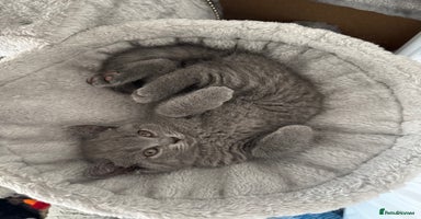 British Shorthair cats - Advert 5