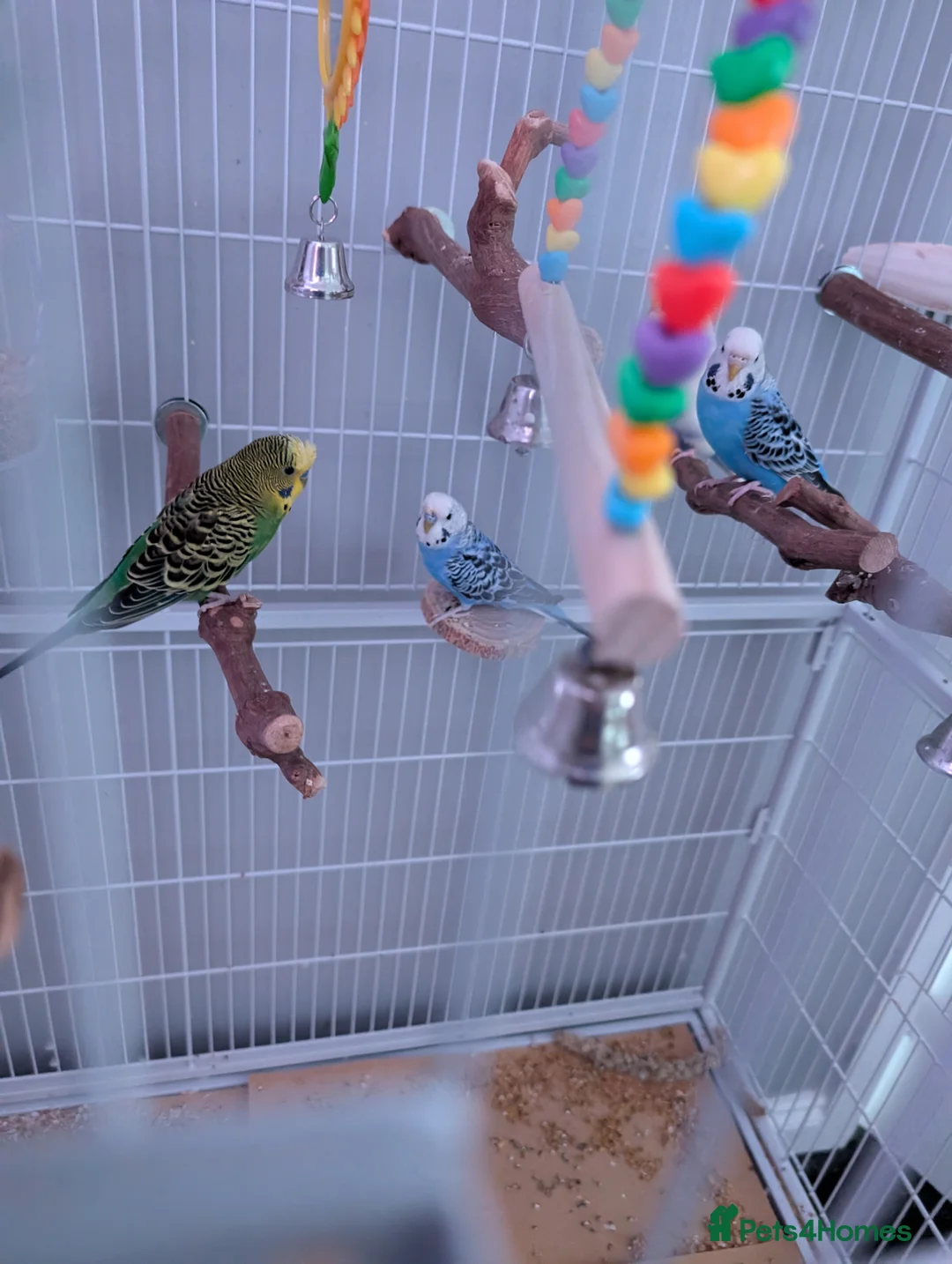 Budgerigars birds for sale: 4 budgies and cage  in Sheffield - Advert 2