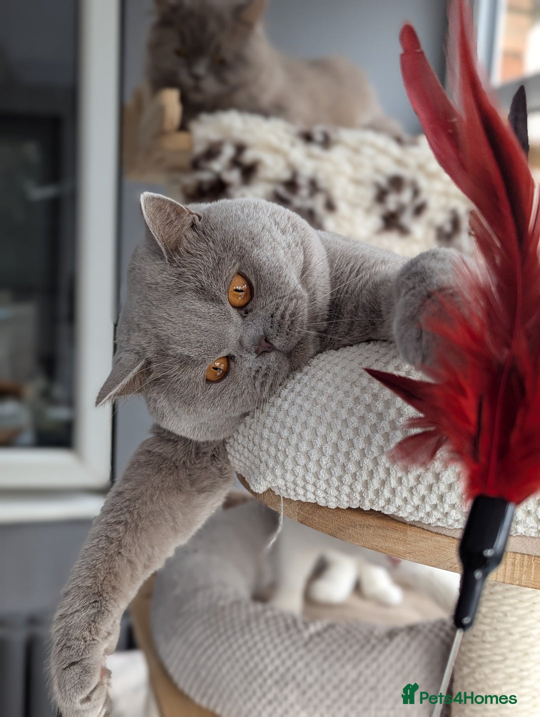 British Shorthair cats for stud: Champion British Shorthair Stud in Derby - Image 4