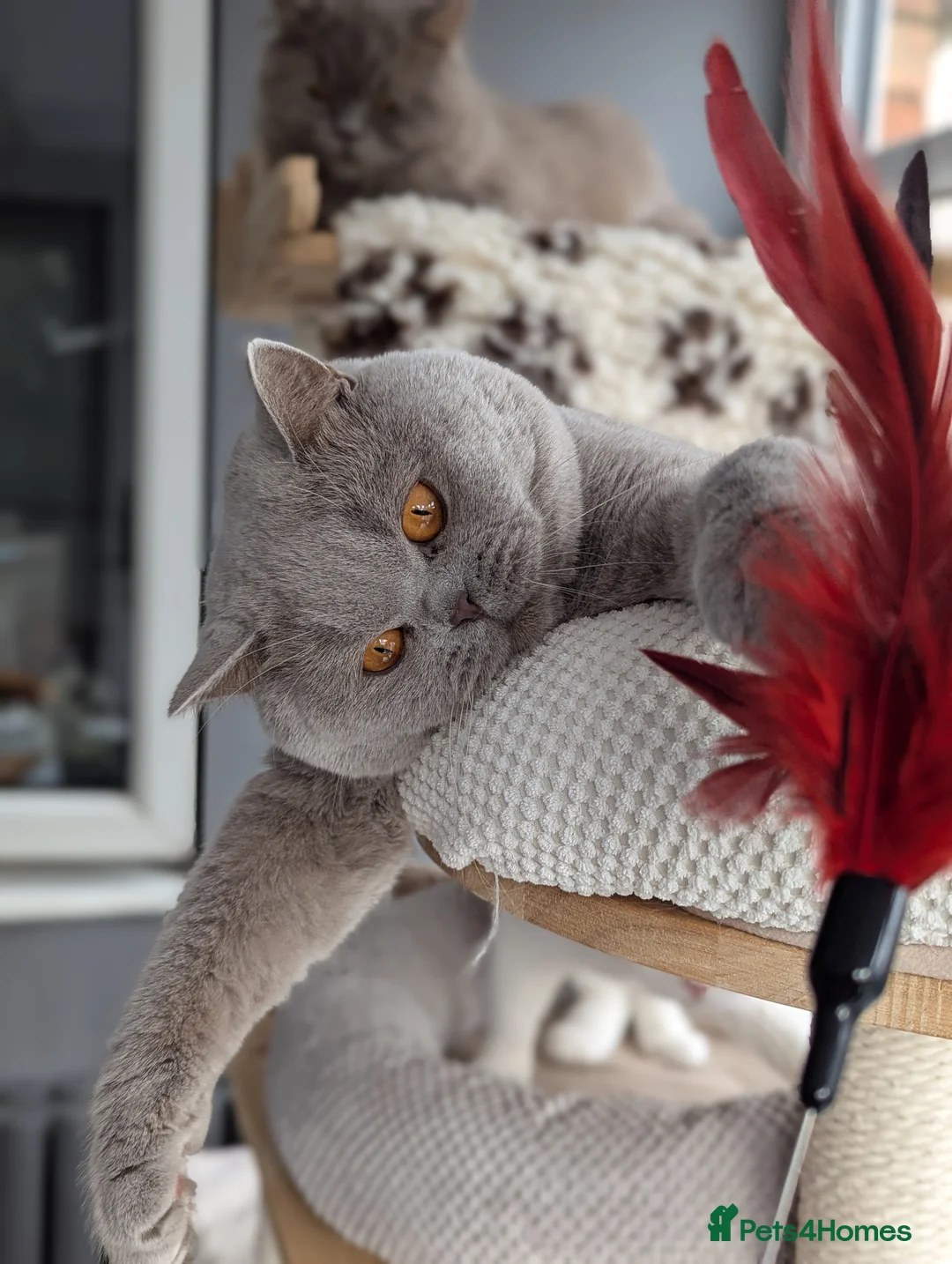 British Shorthair cats for stud: Champion British Shorthair Stud in Derby - Advert 4