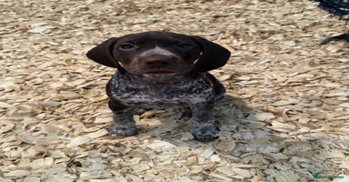 German Shorthaired Pointer dogs in Newtown - Advert 15