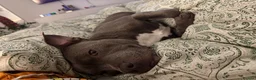 Staffordshire Bull Terrier dogs for stud: Staffordshire Bull Terrier Stud — Loki - Advert 2