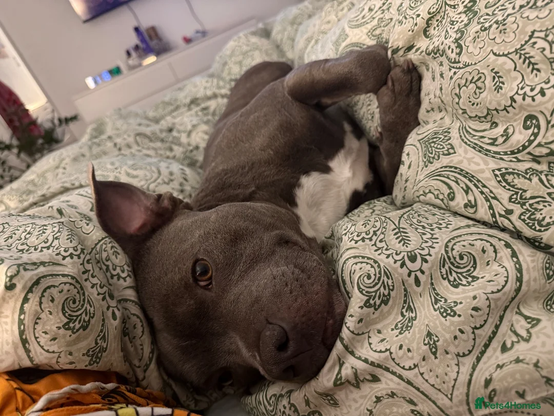 Staffordshire Bull Terrier dogs for stud: Staffordshire Bull Terrier Stud — Loki - Advert 2