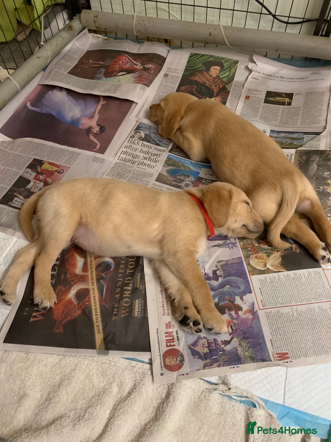 Goldador dogs for sale:  3 Very cute goldador female puppies  - Advert 11