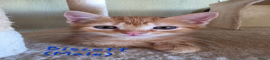 Biscoff