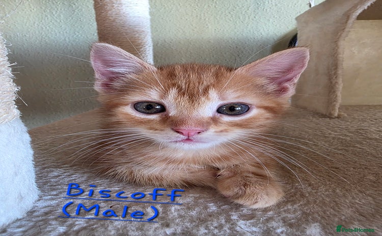 Domestic Shorthair cats - Advert 3