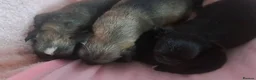 Chihuahua dogs for sale: Long Coat Chihuahua puppies - Advert 13