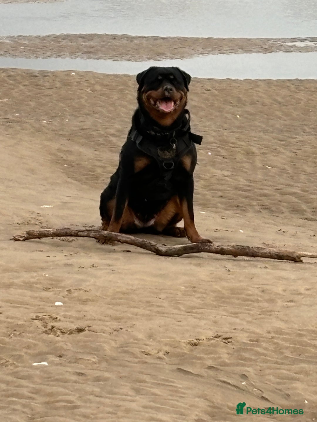 Rottweiler dogs for sale: Female Rottweiler  - Advert 4