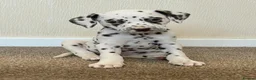 Dalmatian dogs for stud: Liver spot kc dalmatian for stud in Bedford - Advert 11