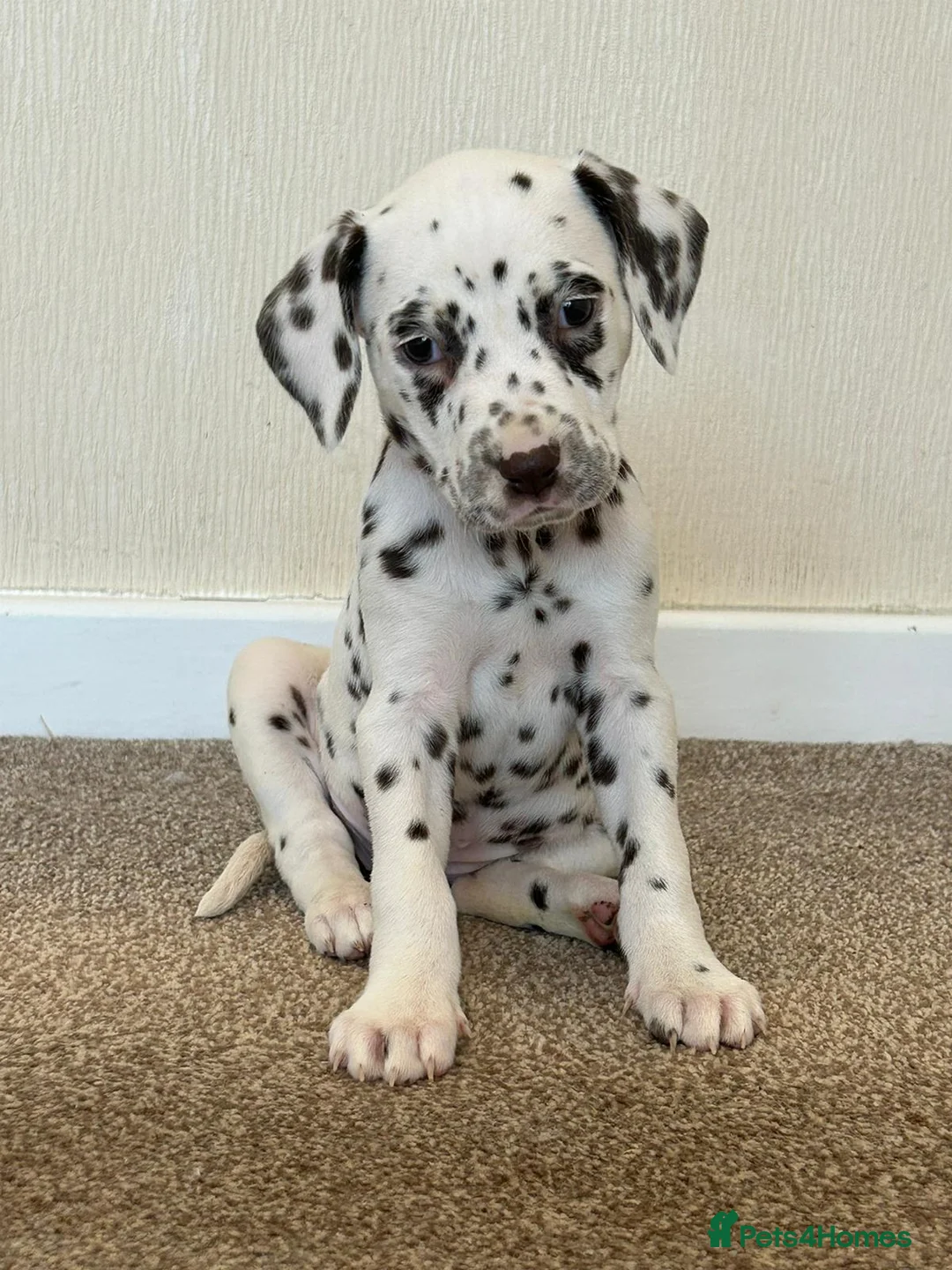 Dalmatian dogs for stud: Liver spot kc dalmatian for stud in Bedford - Advert 11