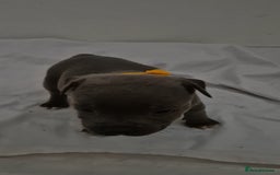 Staffordshire Bull Terrier dogs for sale: Blue staffs for sale £900 - Image 2