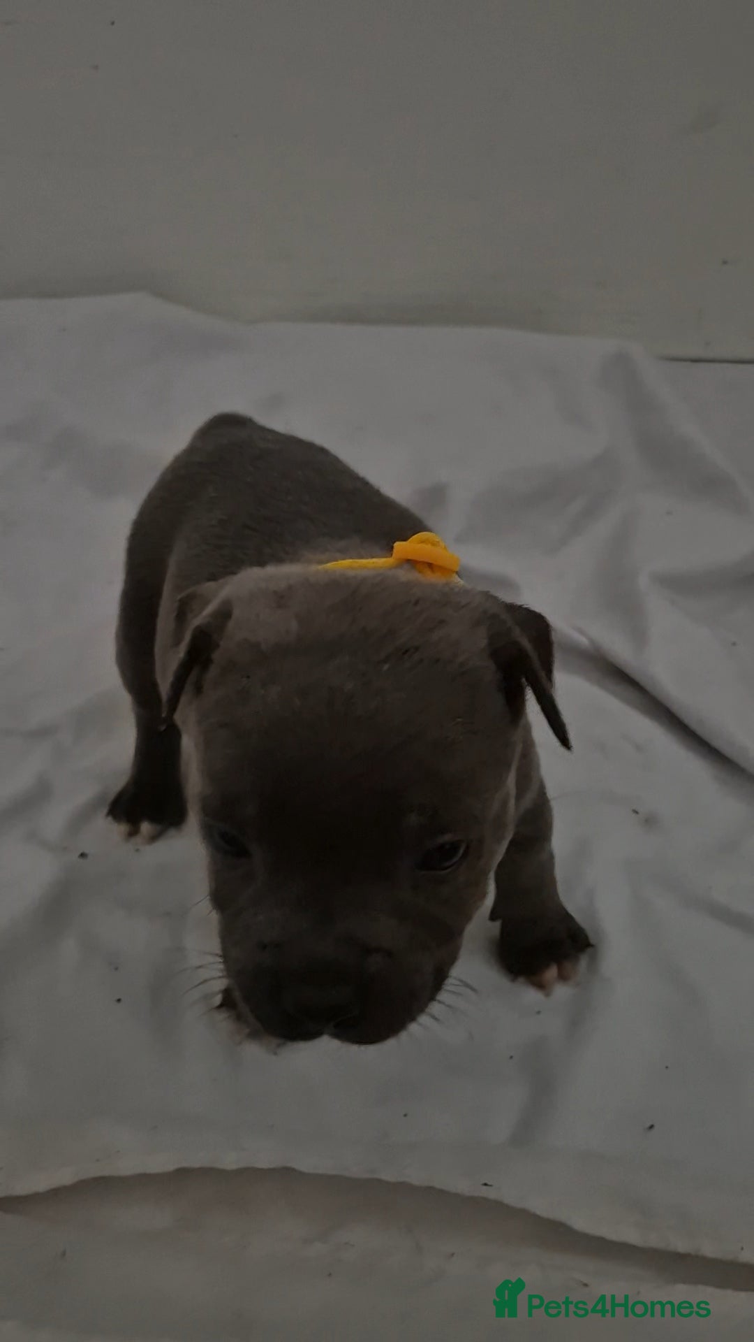 Staffordshire Bull Terrier dogs for sale: Blue staffs for sale £900 - Image 2