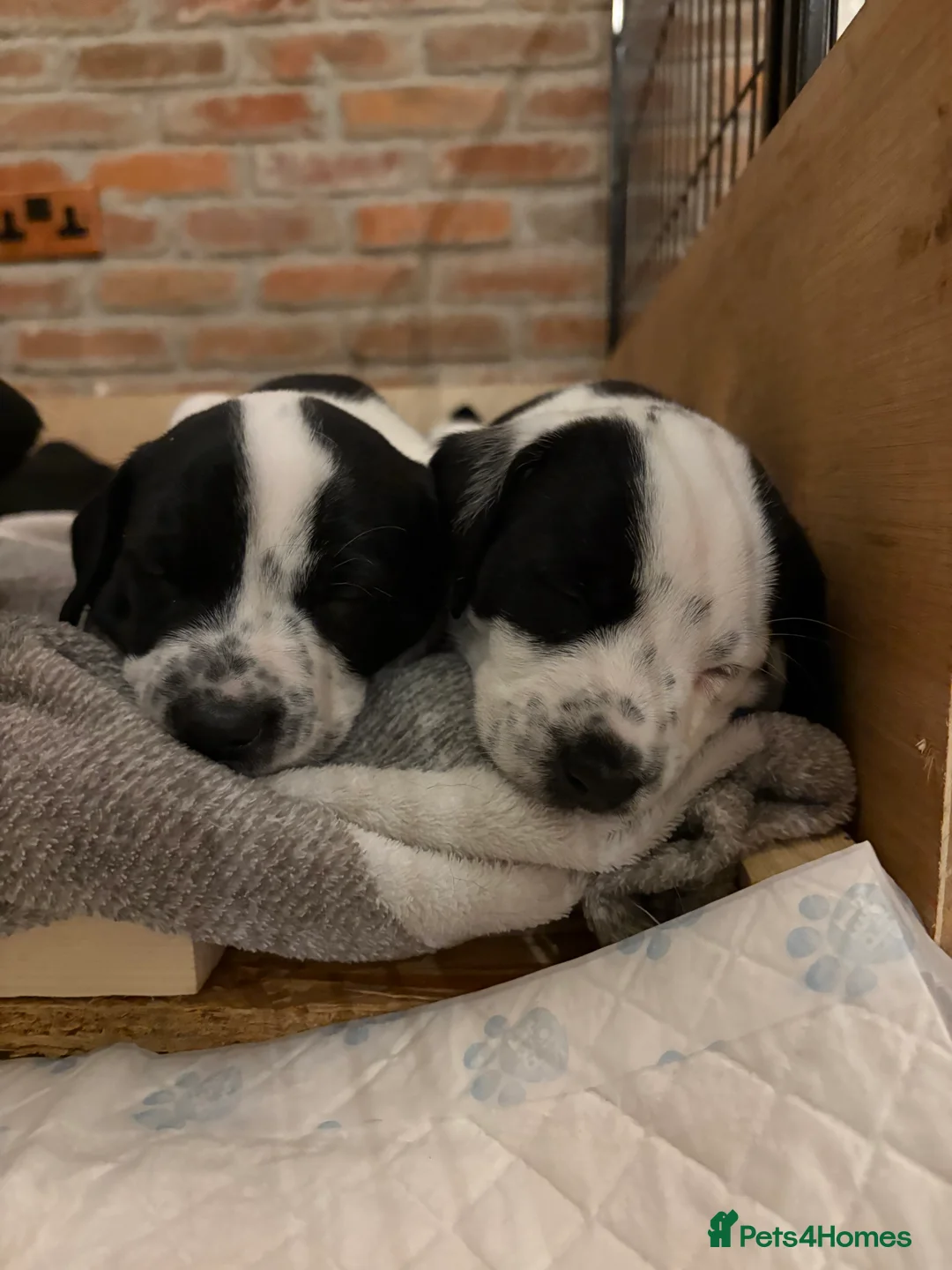 Mixed Breed dogs for sale: Dalmatian x Labrador puppies  - Advert 6