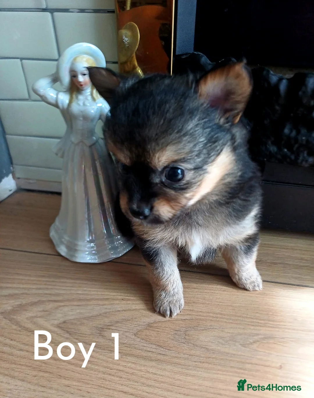 Pomchi dogs for sale: Pomchi puppies for sale - Advert 8