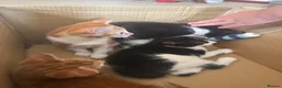 Mixed Breed cats for sale: Lovely kittens ready NOW!! - Advert 18
